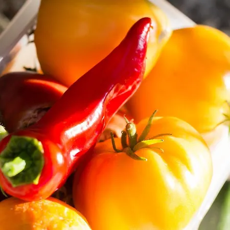 فندق Vertes Feuilles