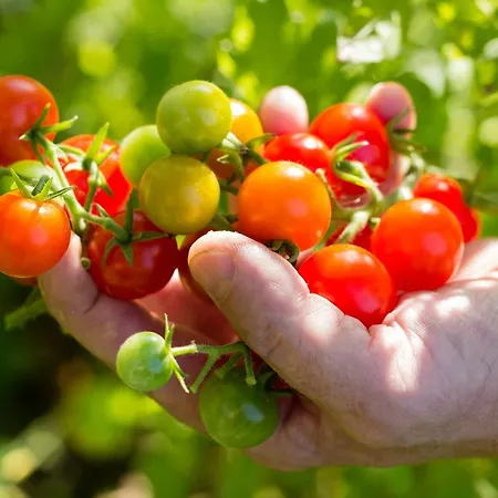 Hotel Vertes Feuilles Saint-Sauveur
