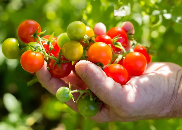 ホテル Vertes Feuilles Saint-Sauveur